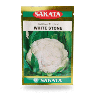 HẠT GIỐNG SÚP LƠ TRẮNG WHITE STONE