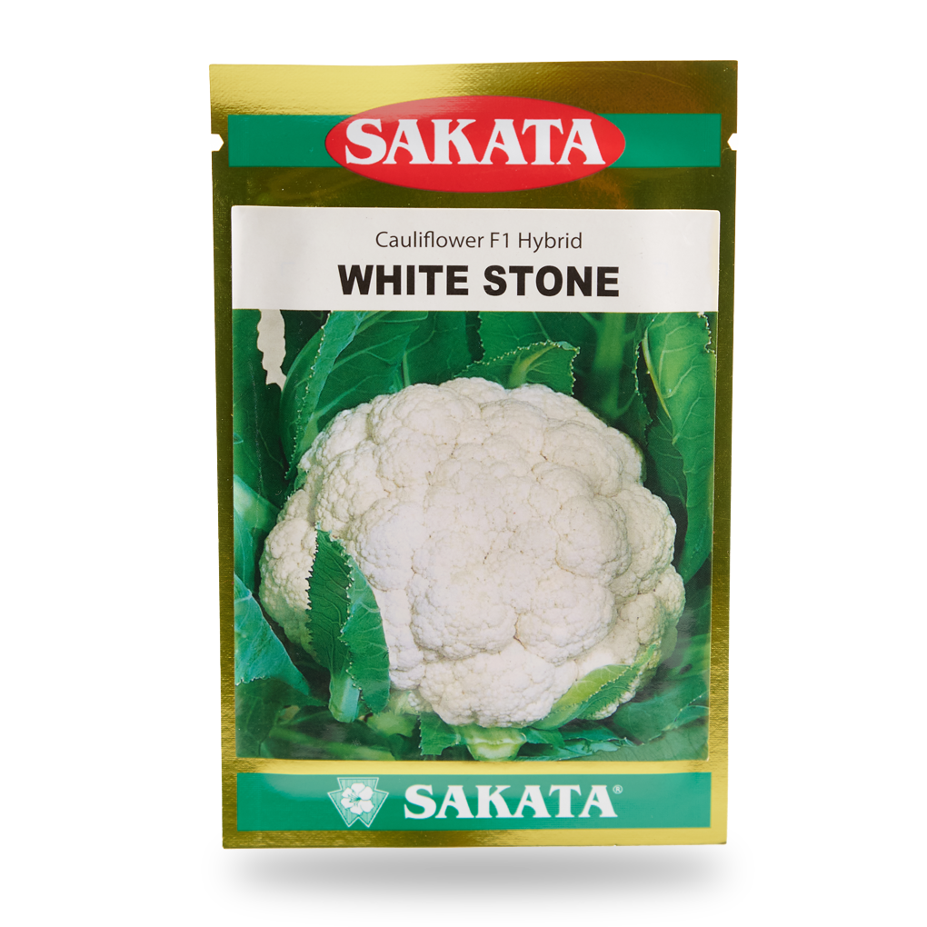 HẠT GIỐNG SÚP LƠ TRẮNG WHITE STONE