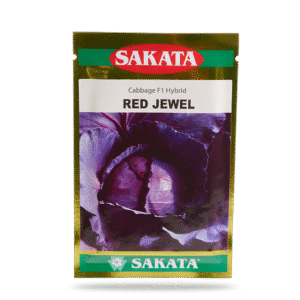 HẠT GIỐNG CẢI BẮP TÍM RED JEWEL