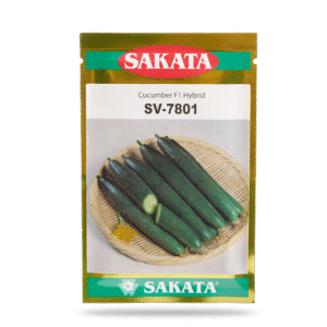 HẠT GIỐNG DƯA CHUỘT SV-7801 ( Dưa leo Nhật )