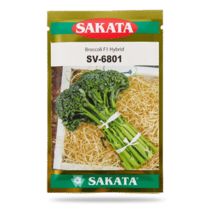 HẠT GIỐNG SÚP LƠ XANH 6801 ( LƠ CỌNG )