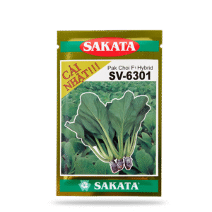 HẠT GIỐNG CẢI NHẬT SV - 6301 ( thuỷ canh)