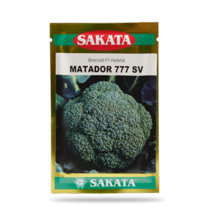 HẠT GIỐNG SÚP LƠ XANH MATADOR 777SV