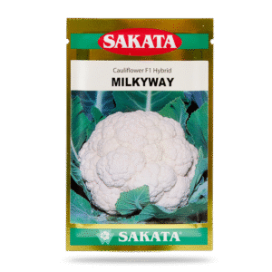 HẠT GIỐNG SÚP LƠ TRẮNG MILKYWAY