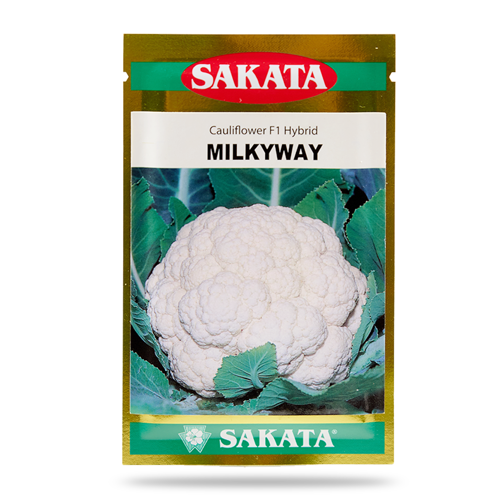 HẠT GIỐNG SÚP LƠ TRẮNG MILKYWAY