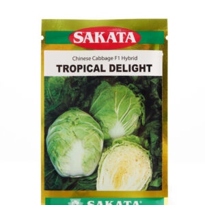 CẢI THẢO TROPICAL DELIGHT ( Cải Thảo Trơn, Cải Nhúng)